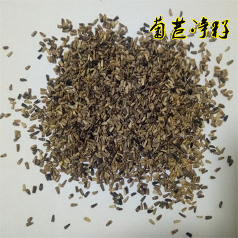 Cichorium-intybus-Common-chicory-Seeds