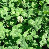 Cichorium-intybus-Common-chicory-Seeds