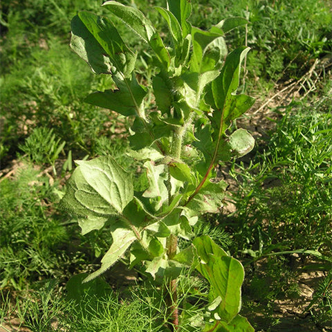 Cichorium-intybus-Common-chicory-Seeds