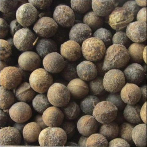 Cinnamomum camphora & camphor tree seeds