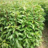 Cinnamomum camphora & camphor tree seeds