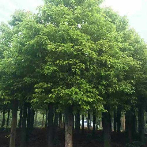 Cinnamomum camphora & camphor tree seeds