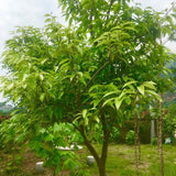 Cinnamomum cassia & Chinese cassia Seeds