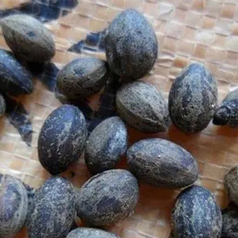 Cinnamomum-japonicum-Japanese-cinnamon-Seeds