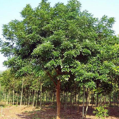 Cinnamomum-japonicum-Japanese-cinnamon-Seeds