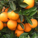 Citrus junos & Orange Seeds