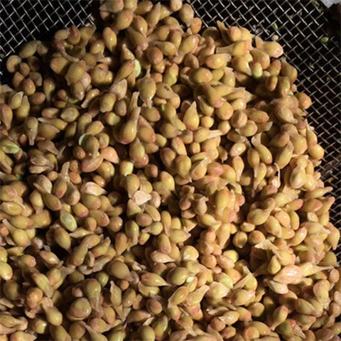 Citrus junos & Orange Seeds