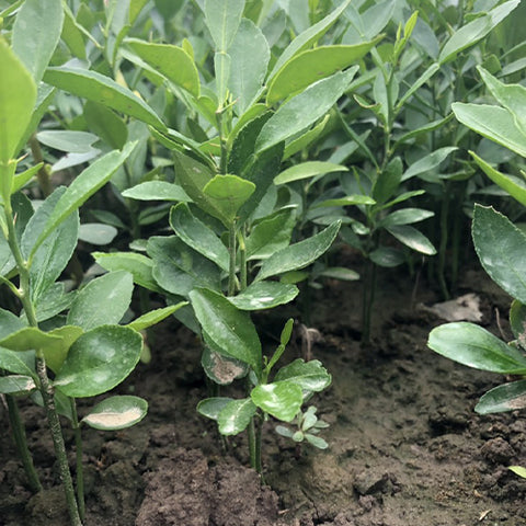 Citrus junos & Orange Seeds