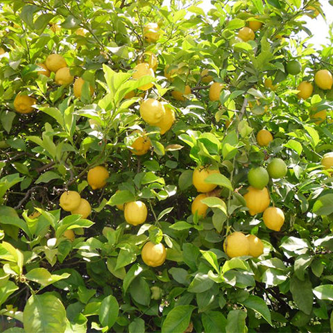 Citrus limon & Lemon Seeds