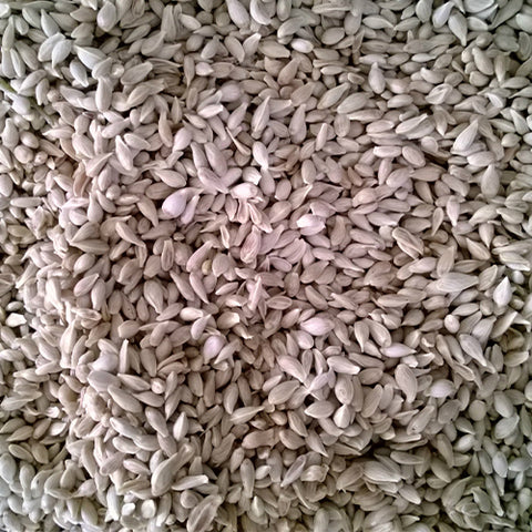 Citrus limon & Lemon Seeds