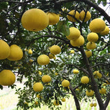 Citrus-maxima-Pomelo-Seeds