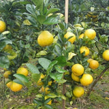Citrus-maxima-Pomelo-Seeds