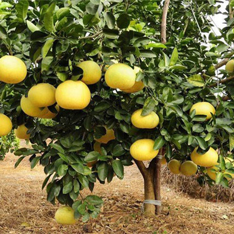 Citrus-maxima-Pomelo-Seeds