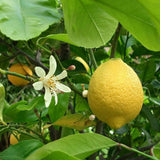 Citrus medica & Citron Seeds