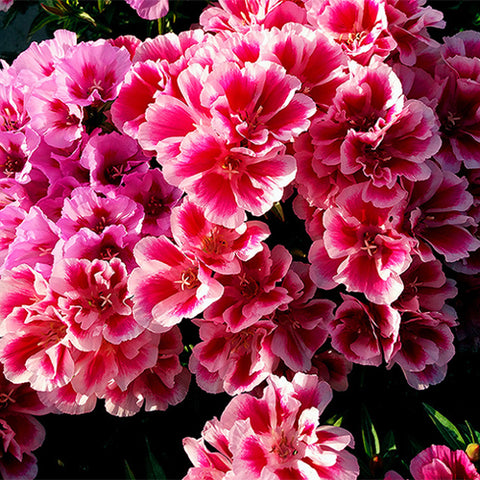 Clarkia-Amoena-Godetia-Seeds