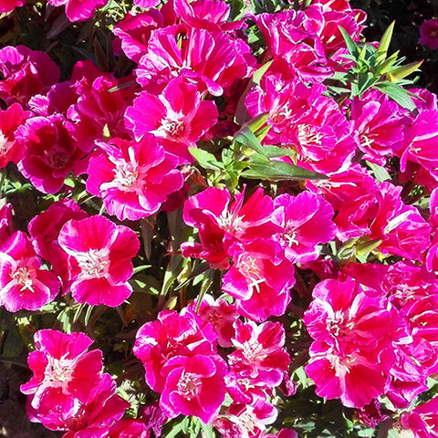 Clarkia Amoena & Godetia Seeds