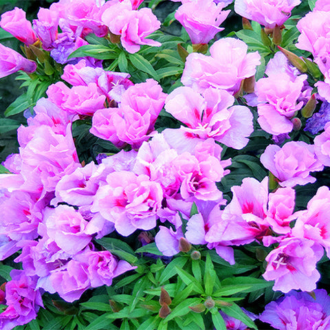 Clarkia-Amoena-Godetia-Seeds