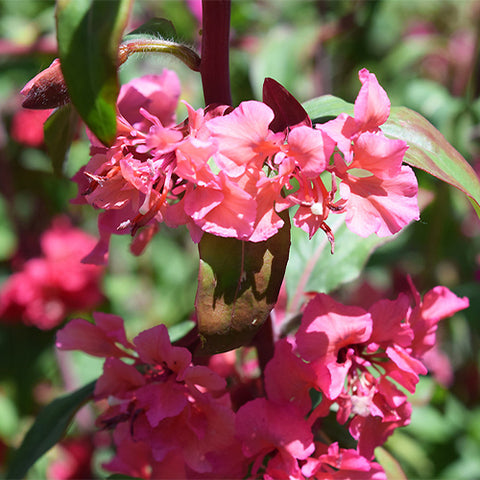 Clarkia-Elegans-Clarkia-Unguiculata-Seeds