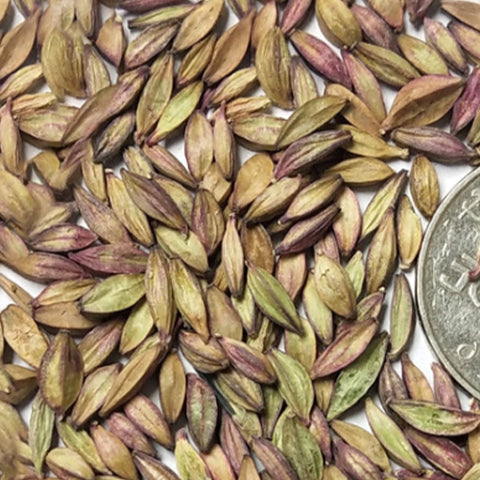 Clarkia Unguiculata & Clarkia Elegans Seeds