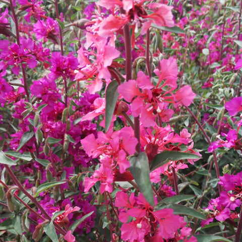 Clarkia Unguiculata & Clarkia Elegans Seeds