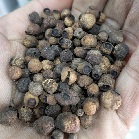 Cleistocalyx operculatus & Syzygium nervosum Seeds