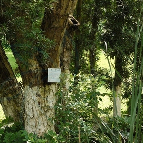 Cleistocalyx operculatus & Syzygium nervosum Seeds