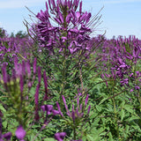 Cleome-Spinosa-Spider-Flower-Seeds