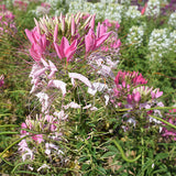 Cleome-Spinosa-Spider-Flower-Seeds