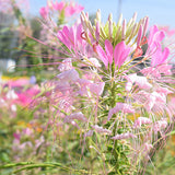 Cleome-Spinosa-Spider-Flower-Seeds