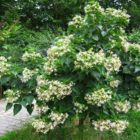 Clerodendrum-trichotomum-Harlequin-glorybower-Seeds
