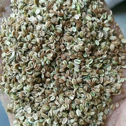 Cnidium monnieri & Monnier's snowparsley Seeds