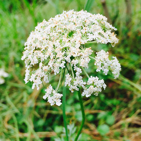 Cnidium monnieri & Monnier's snowparsley Seeds