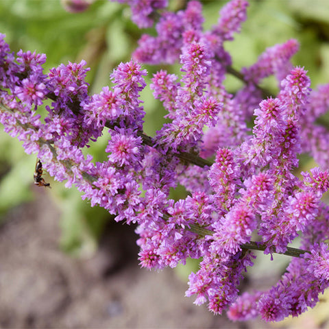 Codariocalyx-Motorius-Codariocalyx-Gyrans-Seeds