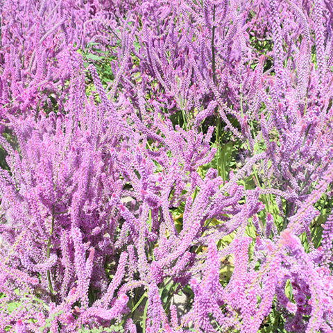 Codariocalyx-Motorius-Codariocalyx-Gyrans-Seeds