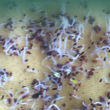 Codonopsis pilosula & Codonopsis Seeds