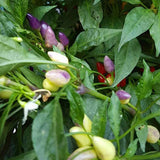 Coloful Mini Pepper Seeds