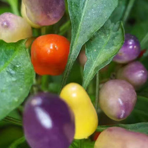 Coloful Mini Pepper Seeds
