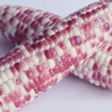 Color-Sweet-Waxy-Corn-Seeds