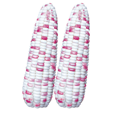 Color-Sweet-Waxy-Corn-Seeds