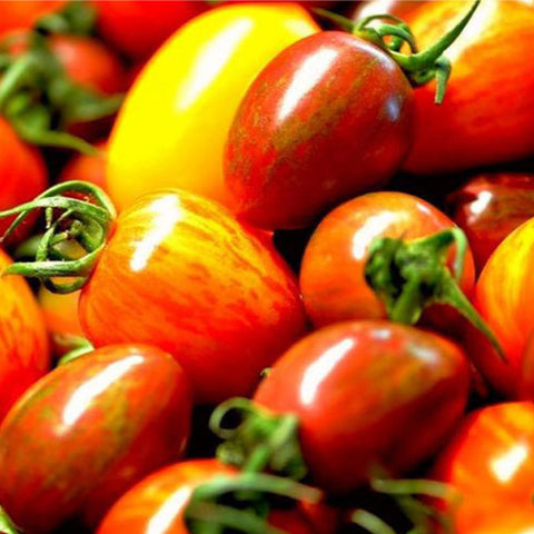 Colorful Tomato Seeds