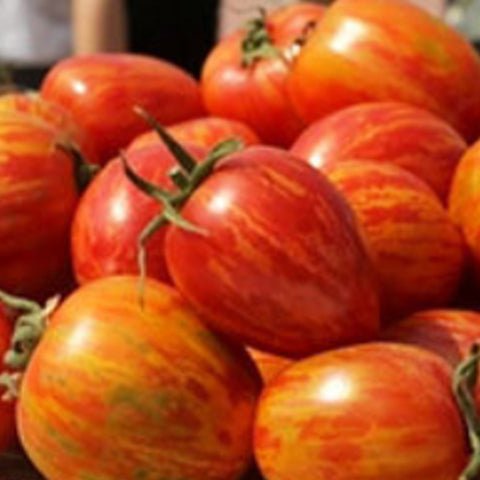 Colorful Tomato Seeds