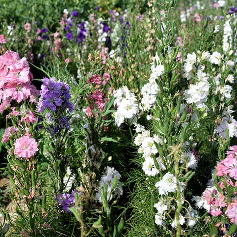 Consolida-Ajacis-Perennial-Delphinium-Seeds