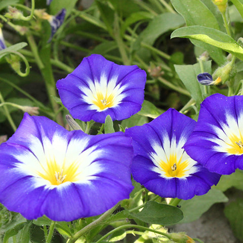 Convolvulus Tricolor Seeds