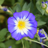 Convolvulus-Tricolor-Tricolor-Flower-Seeds