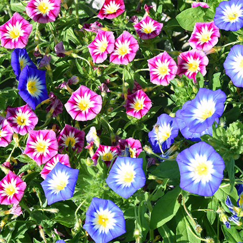 Convolvulus-Tricolor-Tricolor-Flower-Seeds