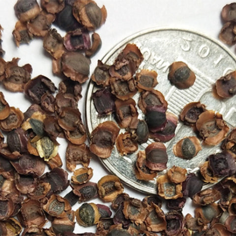 Coreopsis-Basalis-Coreopsis-Seeds