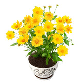 Coreopsis-Basalis-Coreopsis-Seeds