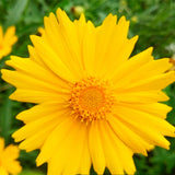 Coreopsis-Basalis-Coreopsis-Seeds