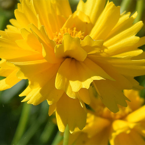Coreopsis-Basalis-Large-Flowered-Tickseed-Seeds