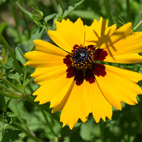 Coreopsis-Basalis-Large-Flowered-Tickseed-Seeds
